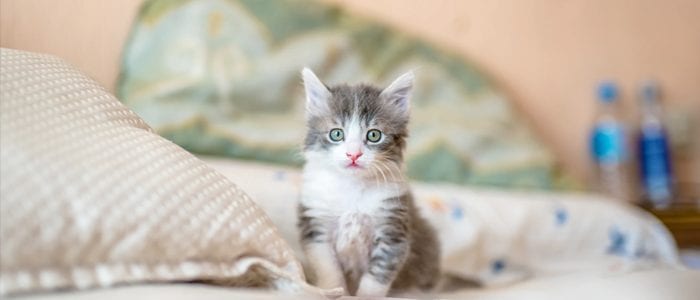 kattunge